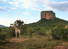 남아프리카 허니문