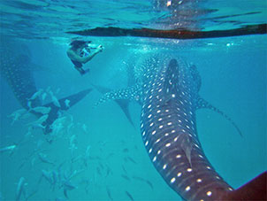 오슬롭 고래상어 투어